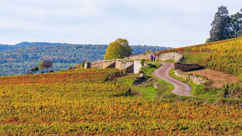 Picture 2 for Activity Beaune: Exclusive Private Guided Tour