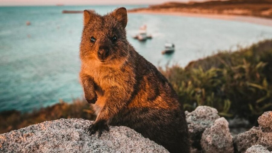 Rottnest Island: Lakes & Bays Guided 12km Hike