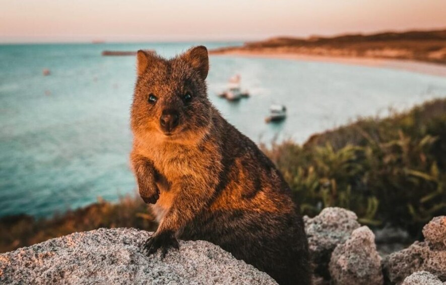 Rottnest Island: Lakes & Bays Guided 12km Hike