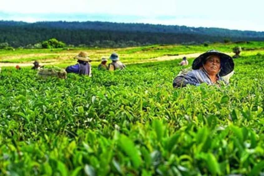 Picture 2 for Activity Mauritius: Tea and Sugar Plantation Guided Tour with Lunch