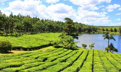 Mauritius: Guidet tur til te- og sukkerplantager med frokost