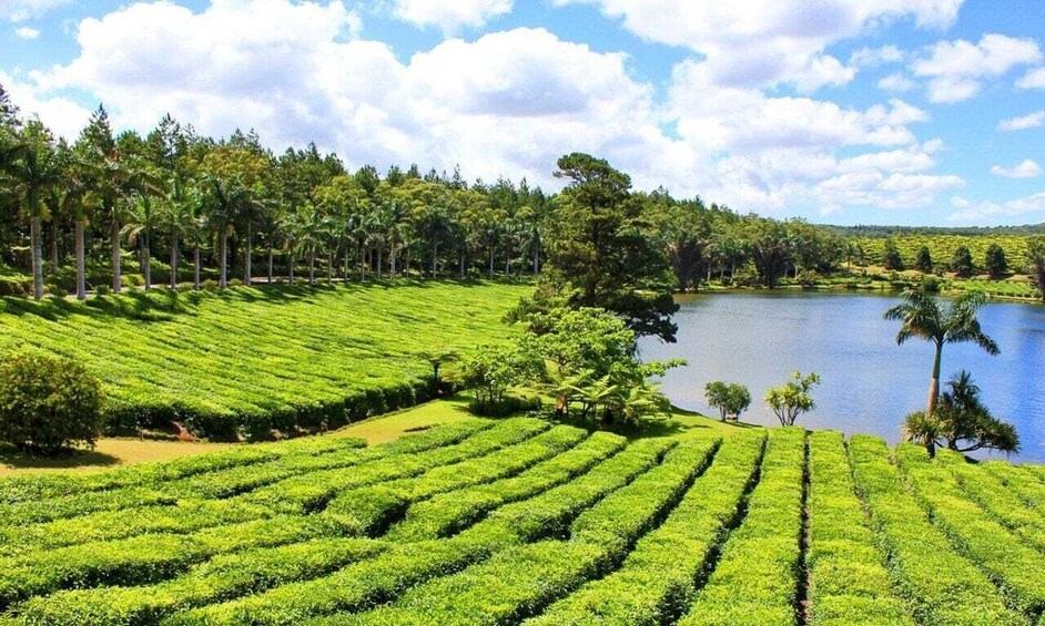 Mauritius: Tea and Sugar Plantation Guided Tour with Lunch