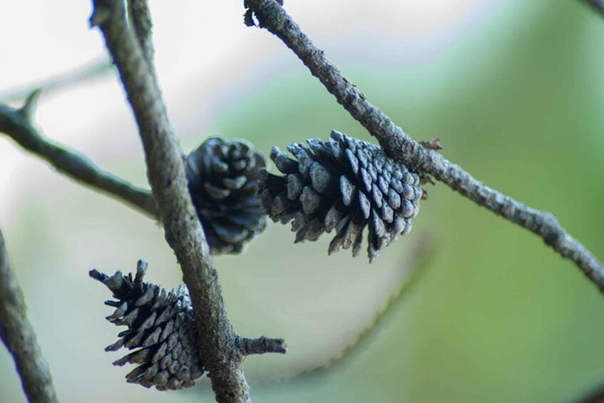 Picture 4 for Activity Vancouver: Stawamus Chief Hike and Local Brewery Tasting