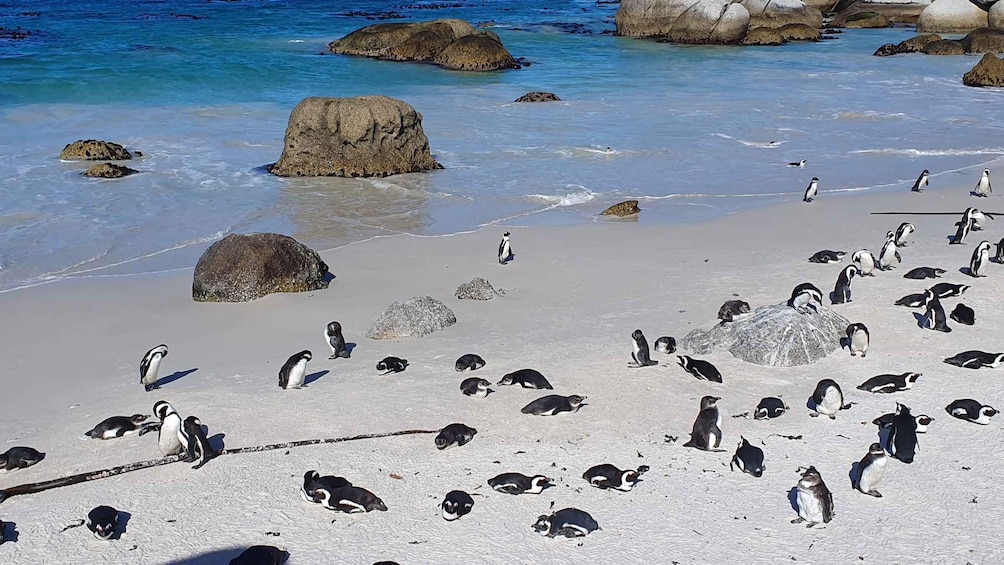 Picture 8 for Activity Cape Town: Cape of Good Hope, Seals and Penguins Day Tour