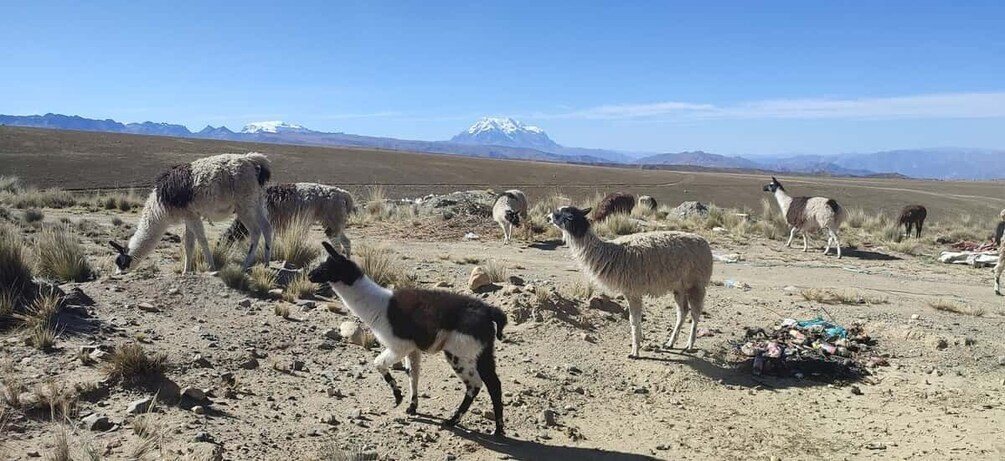 Picture 1 for Activity La Paz: Mountain Chacaltaya and Moon Valley Guided Day Tour