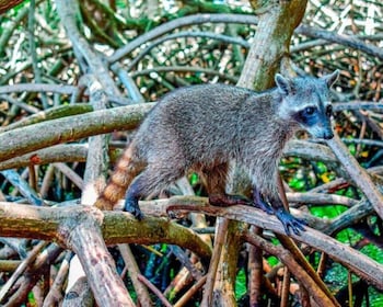 Barú: Club Freedom Beach with Mangrove and Snorkel