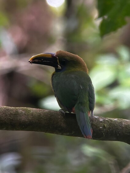 Picture 4 for Activity Monteverde: Guided Tour in Monteverde Cloud Forest