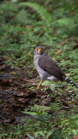 Picture 4 for Activity Monteverde: Guided Tour in Monteverde Cloud Forest