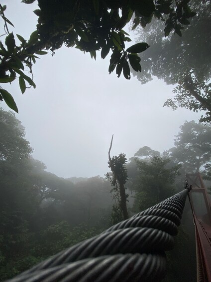 Picture 6 for Activity Monteverde: Guided Tour in Monteverde Cloud Forest