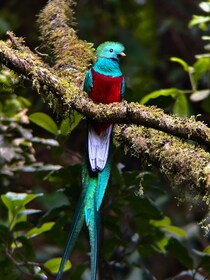 Monteverde: Guidet tur i Monteverde Cloud Forest