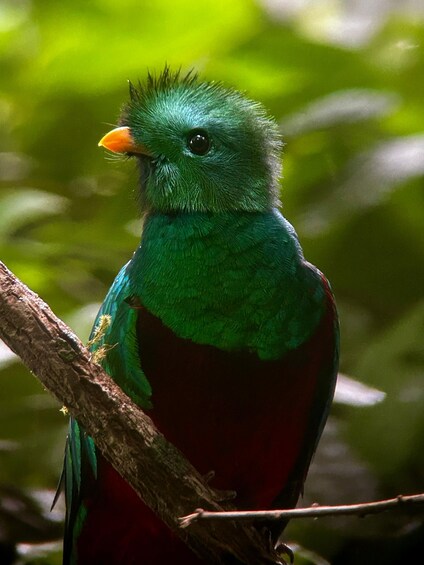 Picture 1 for Activity Monteverde: Guided Tour in Monteverde Cloud Forest