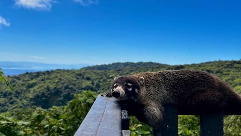 Monteverde: visita guiada al bosque nuboso de Monteverde