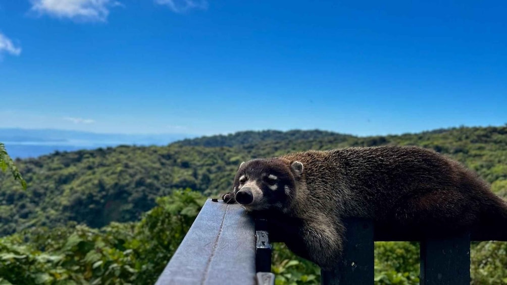 Monteverde: Guided Tour in Monteverde Cloud Forest