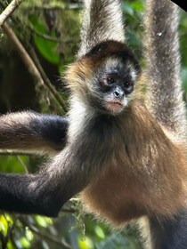 Monteverde: Geführte Tour durch den Nebelwald