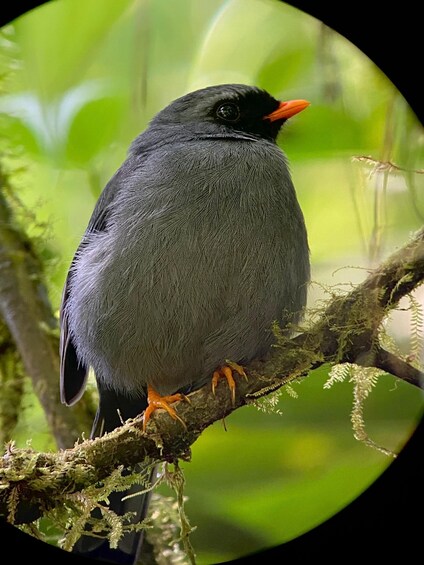 Picture 7 for Activity Monteverde: Guided Tour in Monteverde Cloud Forest