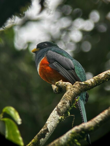 Picture 6 for Activity Monteverde: Guided Tour in the Cloud Forest