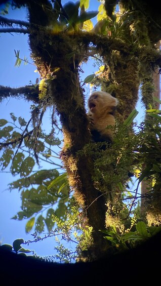 Picture 2 for Activity Monteverde: Guided Tour in Monteverde Cloud Forest