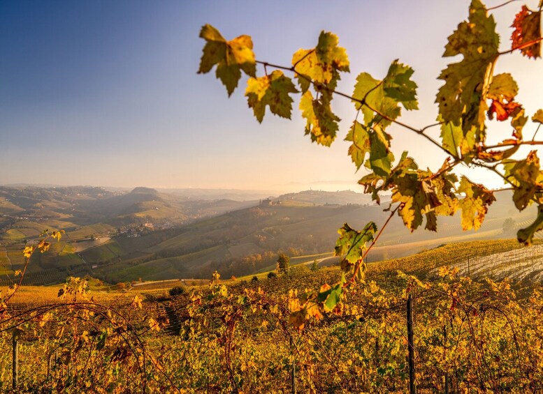 Picture 3 for Activity From Alba: Barolo & Barbaresco Wine Tasting Tour