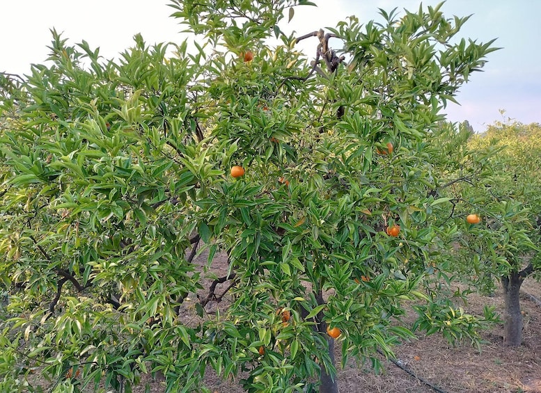 Picture 5 for Activity Chios: Orange Farm Trip & Tasting - Citrus museum visit