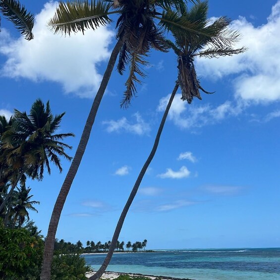Picture 16 for Activity Saona Island: Beach & Natural Pool Small-Group Tour w/ Lunch