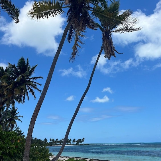 Picture 16 for Activity Saona Island: Beach & Natural Pool Small-Group Tour w/ Lunch