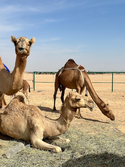 Picture 26 for Activity Luxury Overnight Desert Safari in Salalah