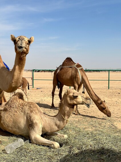 Picture 26 for Activity Luxury Overnight Desert Safari in Salalah