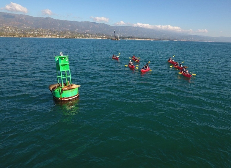 Picture 2 for Activity Santa Barbara: Guided Sea Lion Kayaking Tour