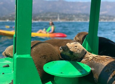Santa Barbara: Guided Sea Lion Kayaking Tour