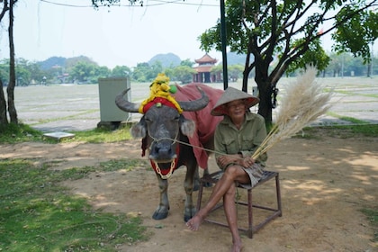 Local Farmer Riding Buffalo - Hoa Lu - Tam Coc Boating Tour
