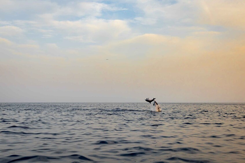 Picture 18 for Activity Rovinj: Dolphin Watching Sunset Speedboat Trip with Drinks