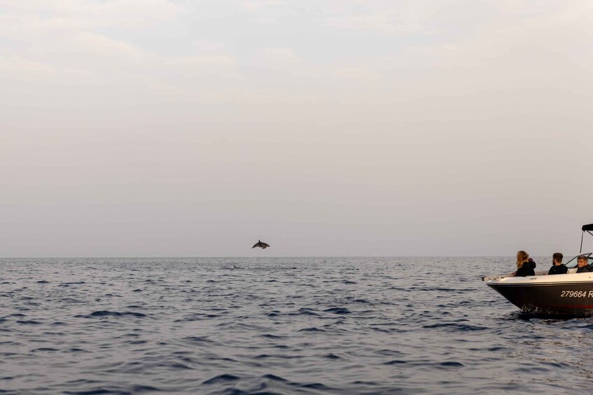 Picture 14 for Activity Rovinj: Dolphin Watching Sunset Speedboat Trip with Drinks