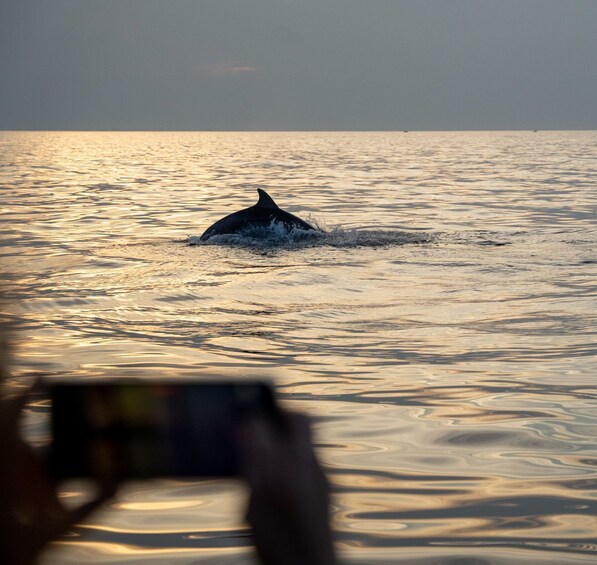 Picture 5 for Activity Rovinj: Dolphin Watching Sunset Speedboat Trip with Drinks