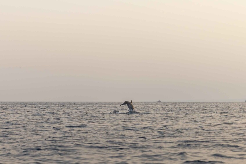 Picture 15 for Activity Rovinj: Dolphin Watching Sunset Speedboat Trip with Drinks