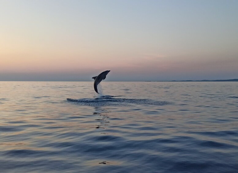 Picture 8 for Activity Rovinj: Dolphin Watching Sunset Speedboat Trip with Drinks