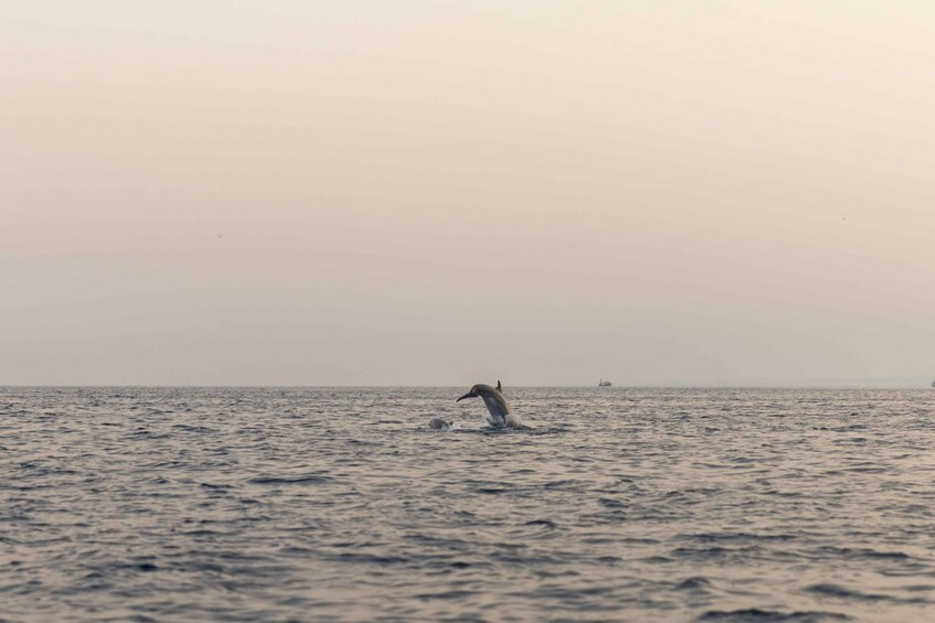 Picture 15 for Activity Rovinj: Dolphin Watching Sunset Speedboat Trip with Drinks