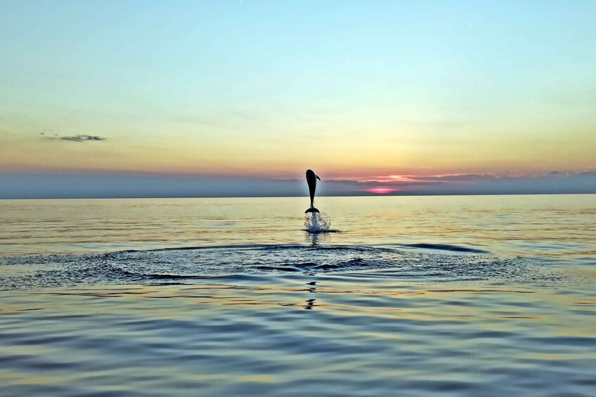 Rovinj: Dolphin Watching Sunset Speedboat Trip with Drinks