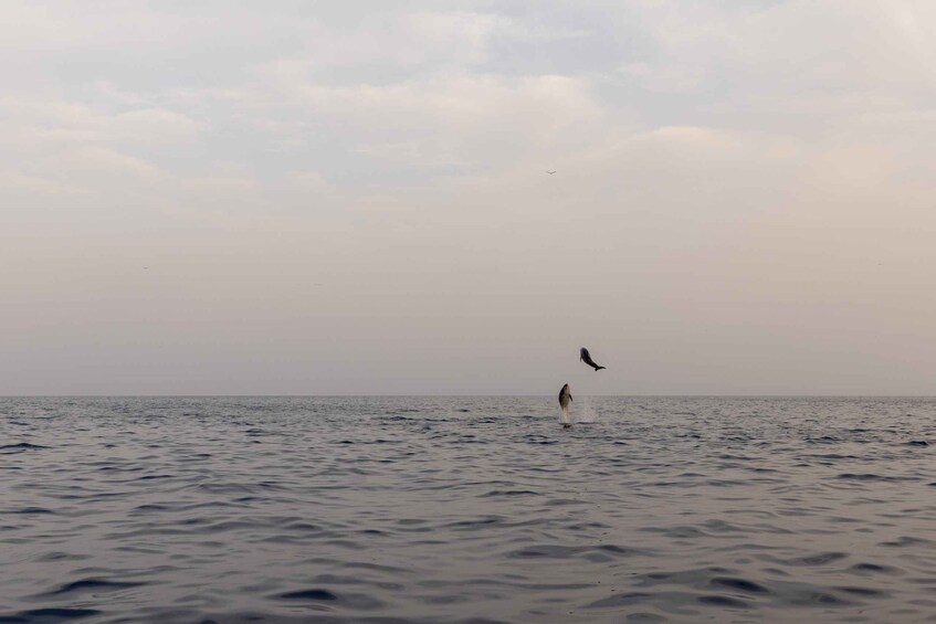 Picture 21 for Activity Rovinj: Dolphin Watching Sunset Speedboat Trip with Drinks