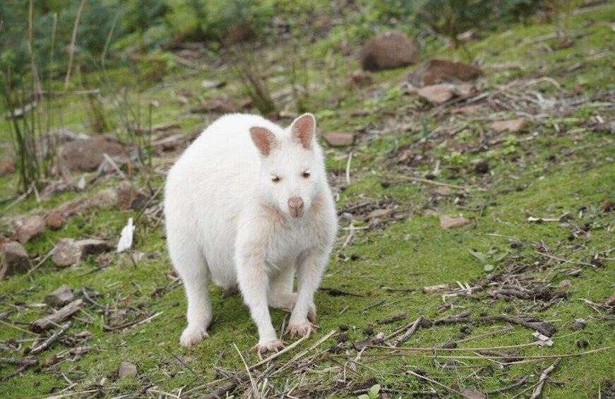 Picture 2 for Activity Bruny Island Tour - Hobart & SE Tasmania