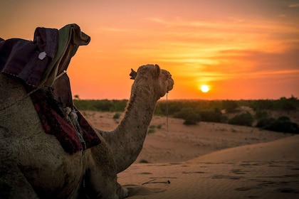 Taghazout: Sunset Beach Camel Ride with Hotel Transfers