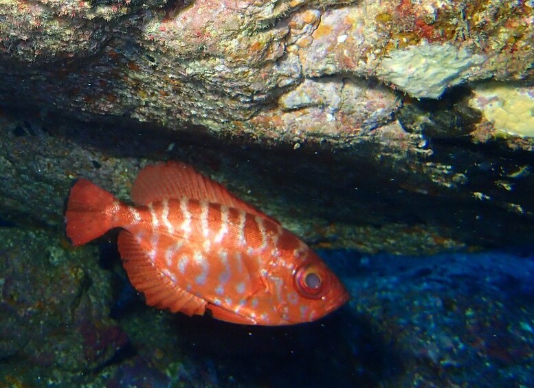 Picture 2 for Activity La Palma : Snorkeling Tour in Los Cancajos