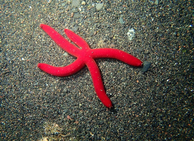 Picture 3 for Activity La Palma : Snorkeling Tour in Los Cancajos