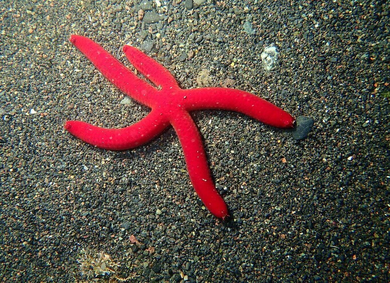 Picture 3 for Activity La Palma : Snorkeling Tour in Los Cancajos