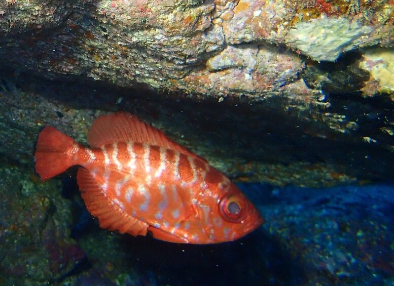 Picture 2 for Activity La Palma : Snorkeling Tour in Los Cancajos