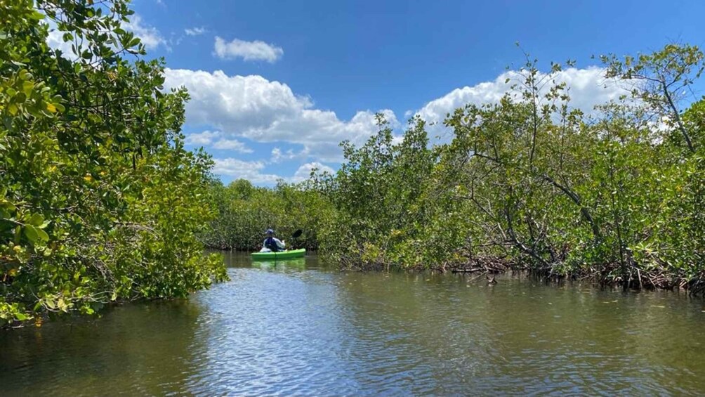 Picture 2 for Activity Tarpon Springs: Guided Anclote River Kayaking Tour