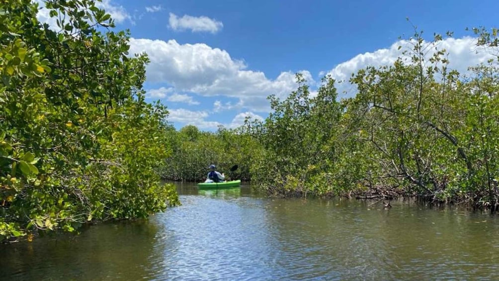 Picture 2 for Activity Tarpon Springs: Guided Anclote River Kayaking Tour