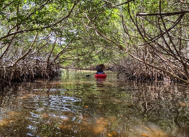 Tarpon Springs: Guided Anclote River Kayaking Tour