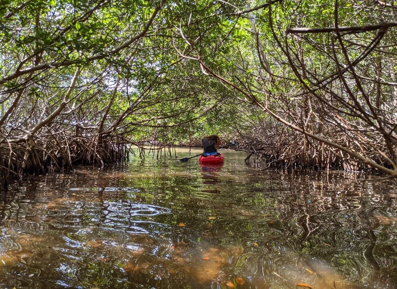 Tarpon Springs: Guided Anclote River Kayaking Tour