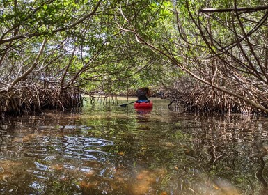 Tarpon Springs: Guided Anclote River Kayaking Tour