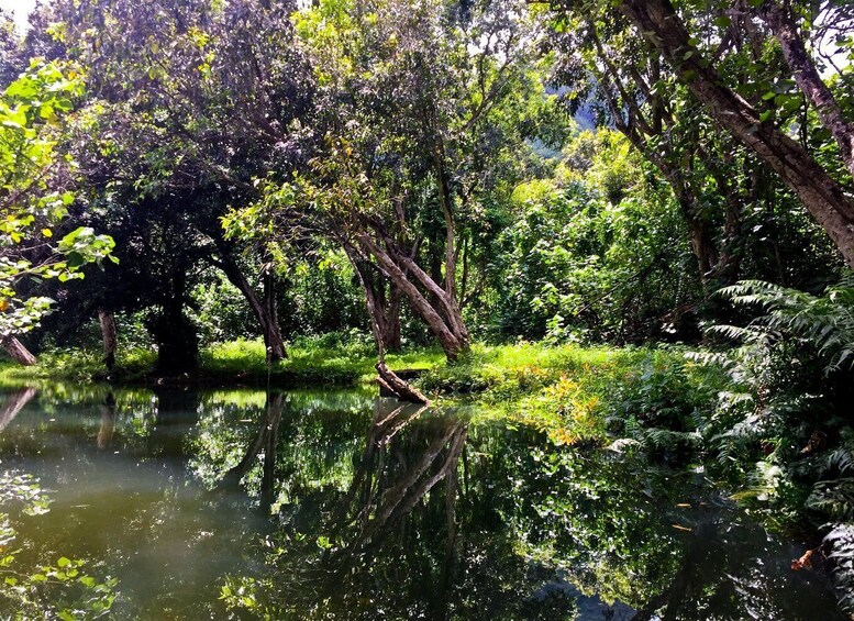 Picture 11 for Activity Oahu: Kahana Rainforest River 4-Hour Kayak Rental